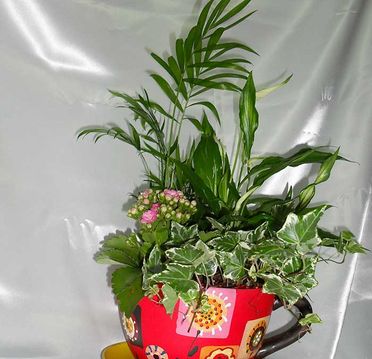 Flores Tiaré planta en maceta