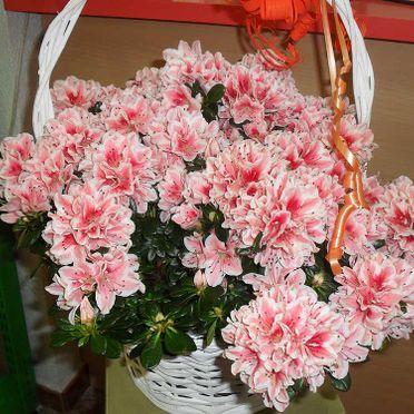 Flores Tiaré cesta con flores